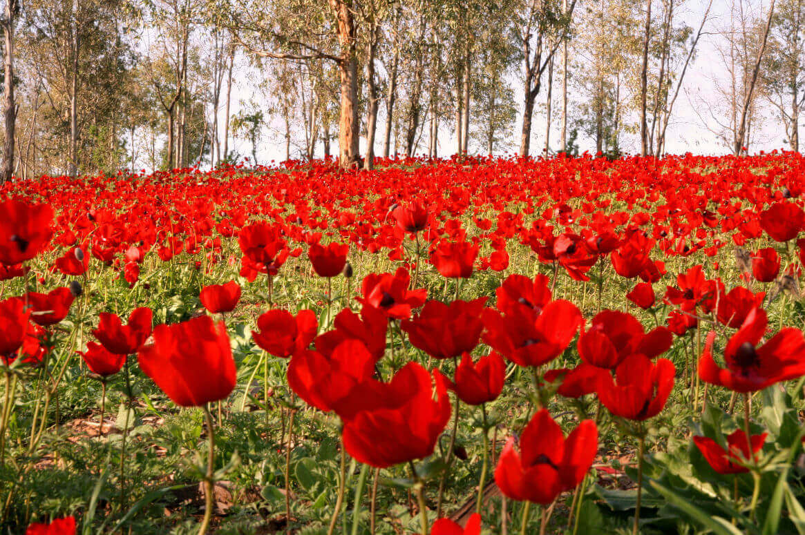 דרום אדום 2017 – טיולים מאורגנים